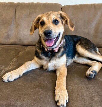 Photo of Rosemary D5247 (Rosie), adoptable Labrador Retriever in Fremont, California