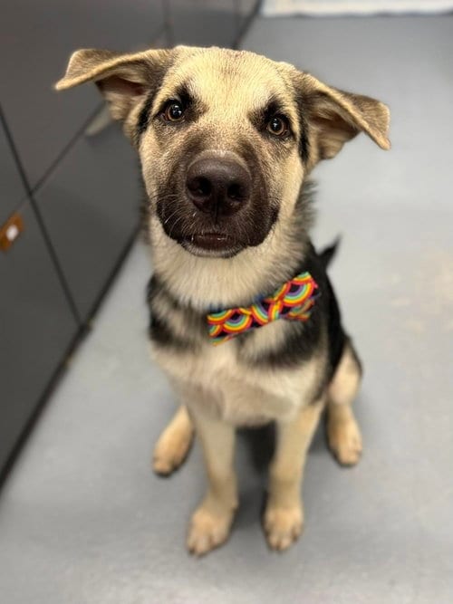 Photo of Wade, adoptable German Shepherd Dog in Sedalia, Colorado