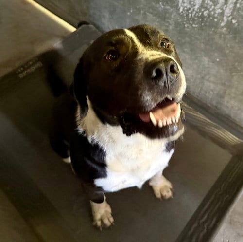 Photo of Hutch MO, adoptable Labrador Retriever in MIDWAY, Utah