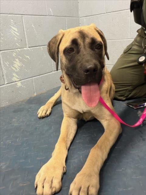 Photo of Kiara, adoptable Mastiff in Woodland, California