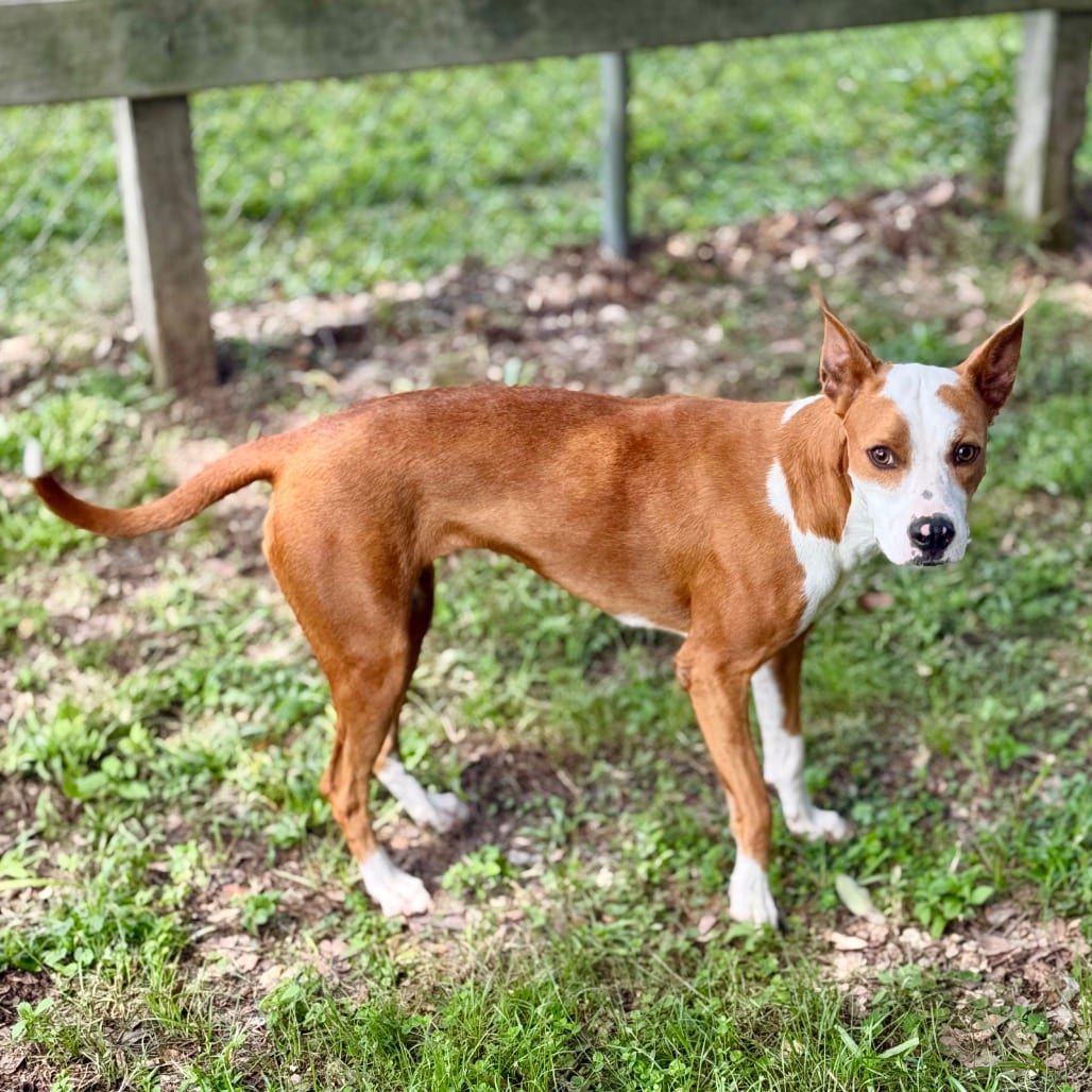 Photo of Drama 🐾, adoptable Mixed Breed (Medium) in Milton, Florida