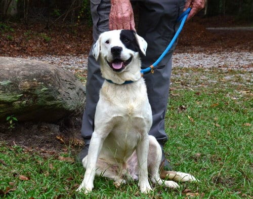 Photo of Odin, adoptable Labrador Retriever in Willingboro, New Jersey