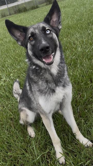 Photo of Priscilla, adoptable German Shepherd Dog in Rosenberg, Texas