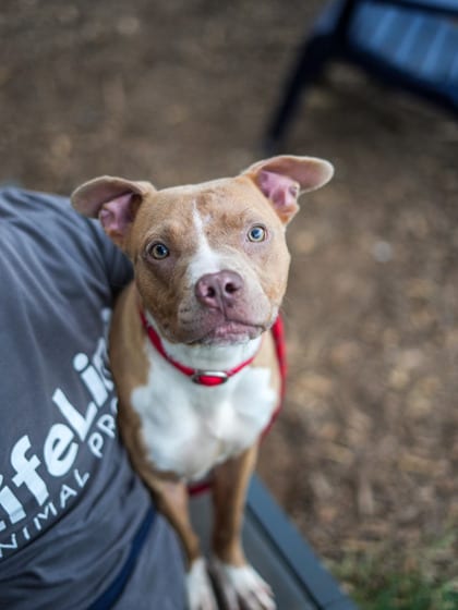Photo of Ozella, adoptable dog in Chamblee, Georgia