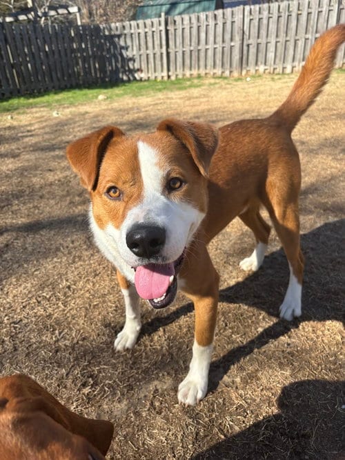Photo of Picasso, adoptable Labrador Retriever in Carrollton, Virginia