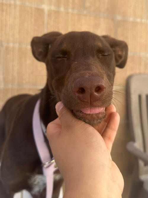 Photo of Daisy Mazie, adoptable Doberman Pinscher in Salinas, California