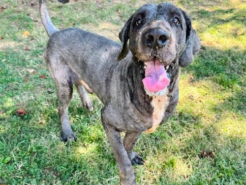 Photo of Kerchak, adoptable Saint Bernard in Haw River, North Carolina