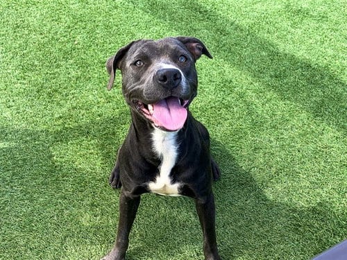 Photo of Violet, adoptable Pit Bull Terrier in Orange, California