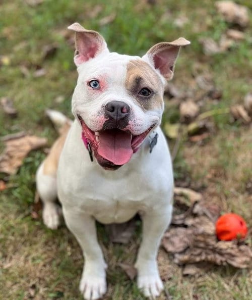 Photo of Lovebug, adoptable American Bulldog in Cranford, New Jersey