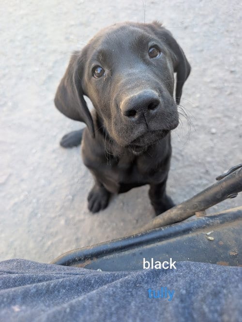 Photo of Tully, adoptable Labrador Retriever in Yreka, California