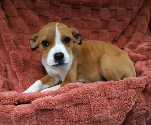 Photo of Cricket, adoptable Pit Bull Terrier in Thief River Falls, Minnesota