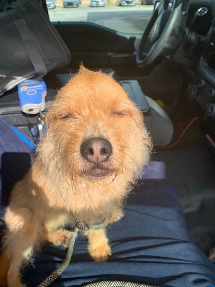 Photo of Lazlo, adoptable dog in Atlanta, Georgia