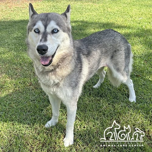 Photo of Arwen, adoptable Husky in Irvine, California