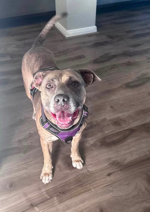 Photo of Precious, adoptable Pit Bull Terrier in The Woodlands, Texas
