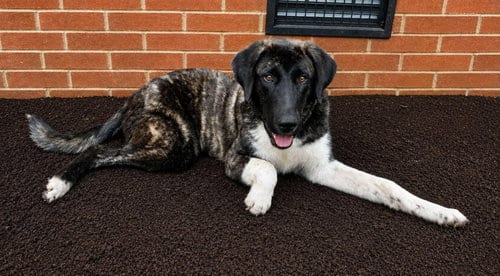 Photo of Sox, adoptable Anatolian Shepherd in Murfreesboro, North Carolina