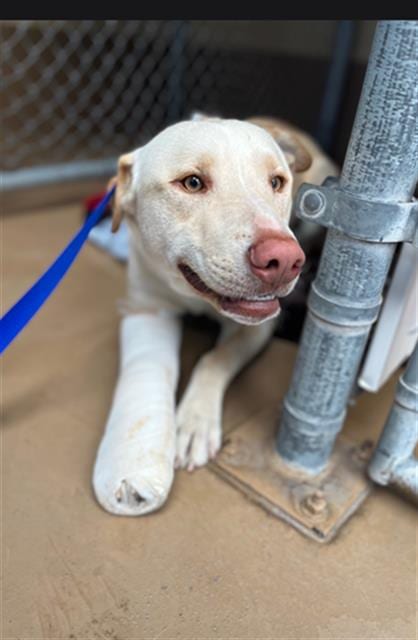 Photo of A275332, adoptable Labrador Retriever in Chula Vista, California