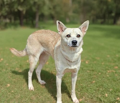 Photo of Darla 26/616, adoptable Australian Cattle Dog/Blue Heeler in Talladega, Alabama