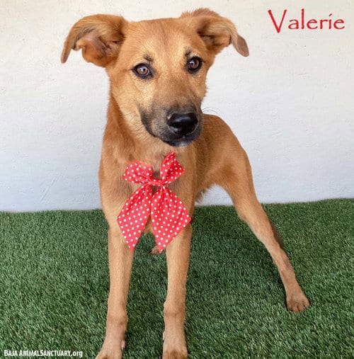 Photo of Valerie, adoptable Shepherd in San Diego, California
