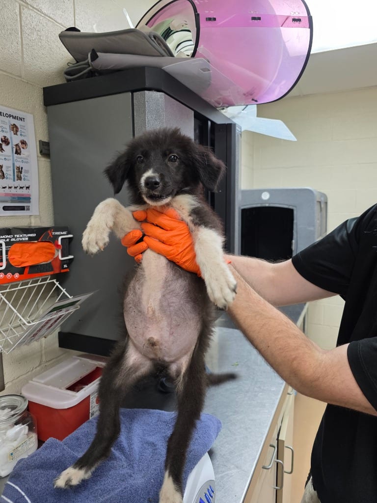 Photo of Helix, adoptable Australian Shepherd in Nacogdoches, Texas