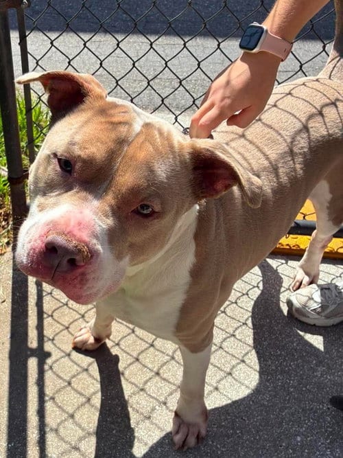 Photo of Rex, adoptable Pit Bull Terrier in Pompano Beach, Florida