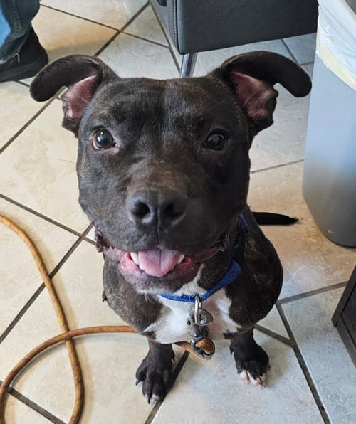 Photo of Basher, adoptable Boxer in DuQuoin, Illinois