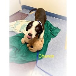 Photo of Chance, adoptable Golden Retriever in Washington, North Carolina