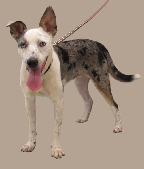 Photo of Chestnut, adoptable Australian Cattle Dog/Blue Heeler in Conroe, Texas
