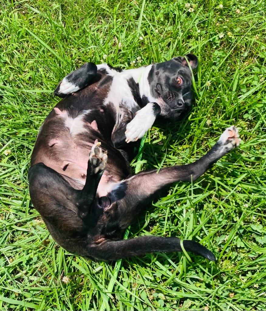 Photo of Jessie, adoptable Mixed Breed in Chickamauga, Georgia