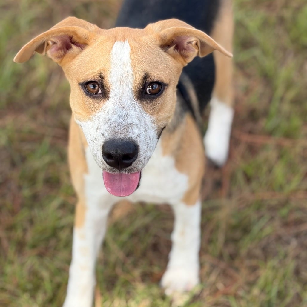 Photo of Lola 26-08-022, adoptable Beagle / Mixed Breed (Medium) in Bastrop, Texas