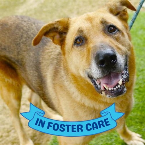 Photo of Coffee, adoptable German Shepherd Dog in Tallahassee, Florida