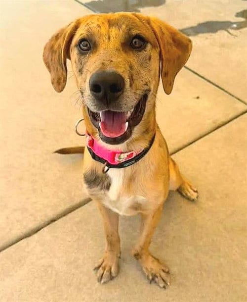 Photo of Thumbelina, adoptable Catahoula Leopard Dog in Sacramento, California