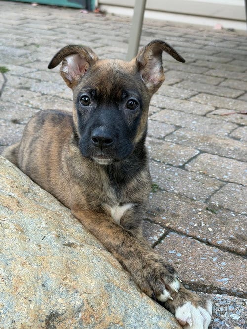Photo of Snickers, adoptable Mountain Cur in Willingboro, New Jersey