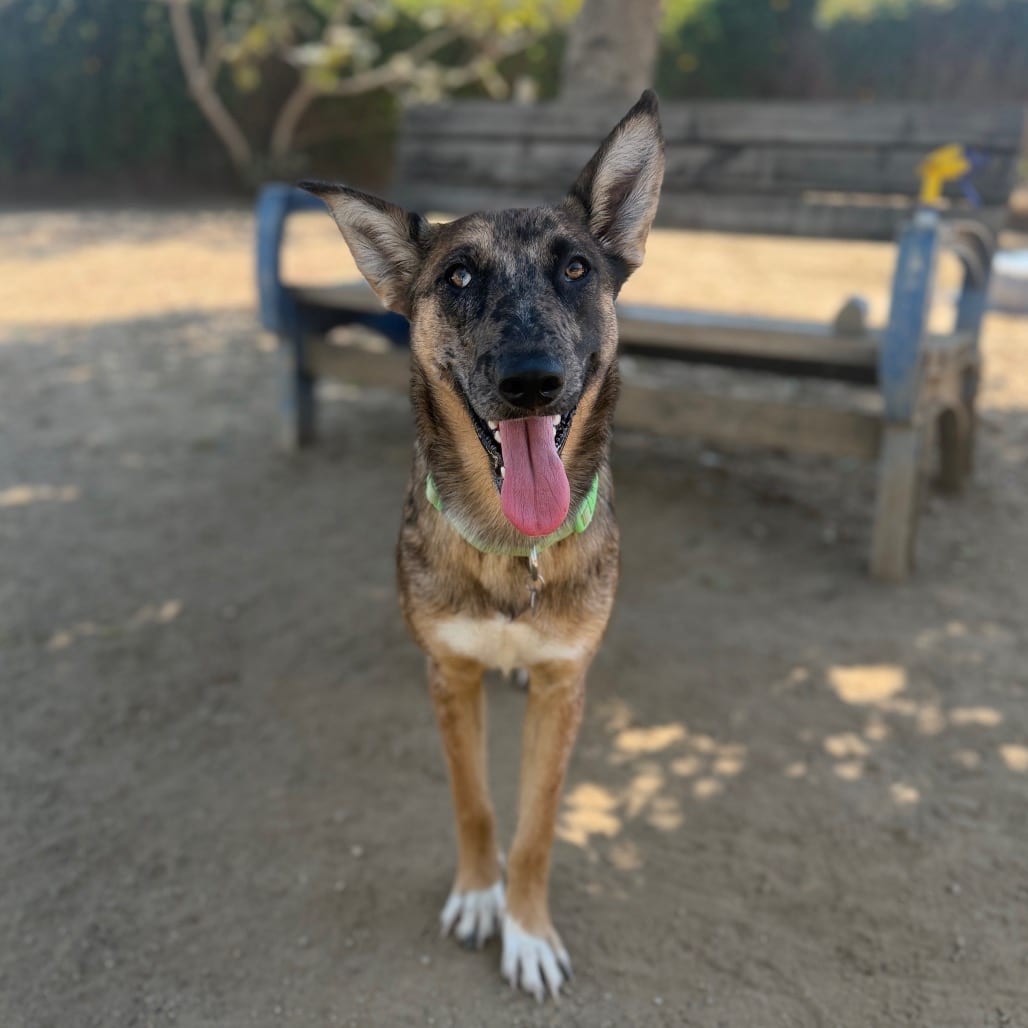 Photo of Sylveon, adoptable Malinois, Belgian / Mixed Breed (Medium) in Riverside, California