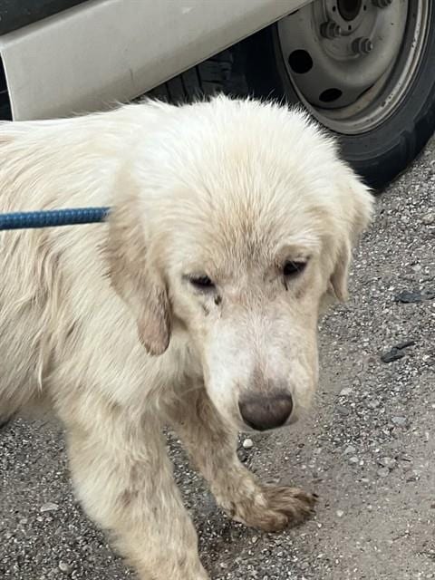 Photo of Carol, adoptable Mixed Breed