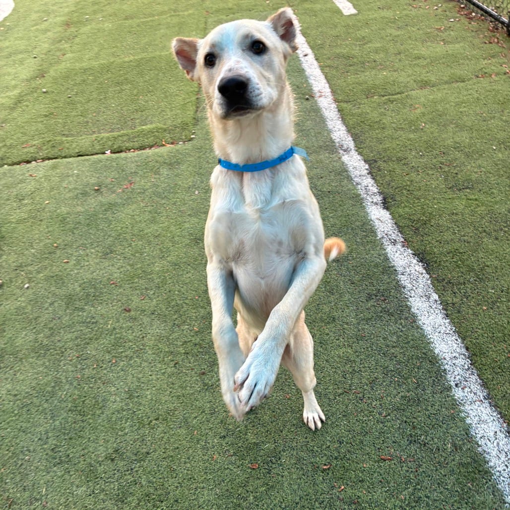 Photo of Alfie, adoptable Mixed Breed (Medium)