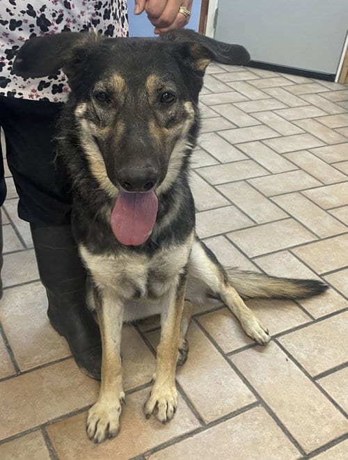Photo of Betty, adoptable German Shepherd Dog in Phoenix, Arizona