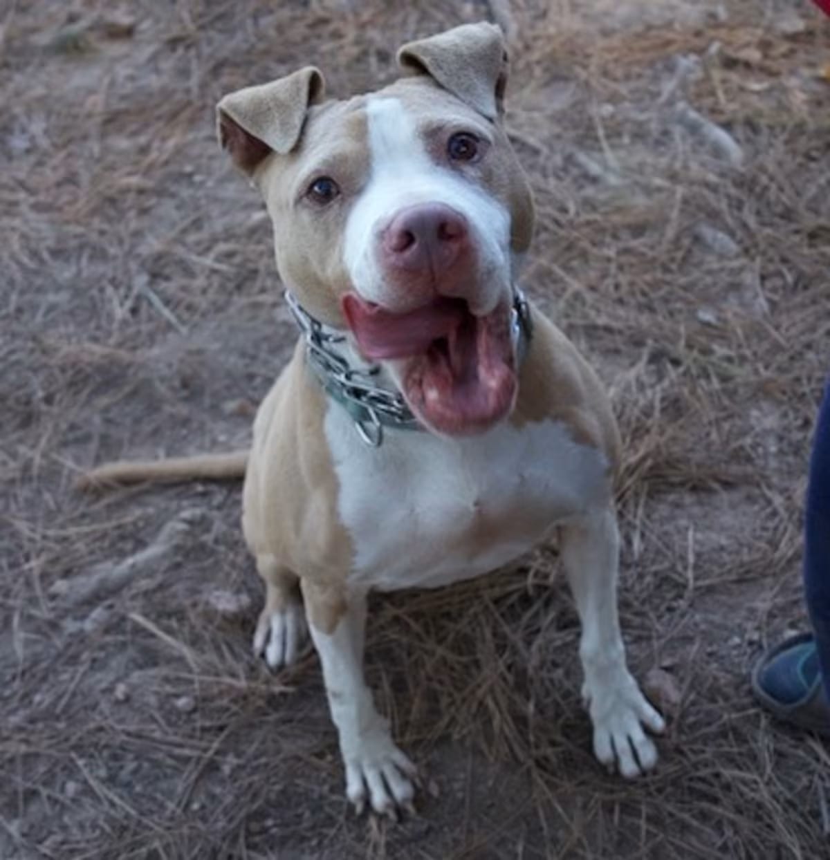 Photo of Livewire, adoptable American Staffordshire Terrier in Delta, Alabama