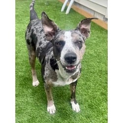 Photo of Mistletoes, adoptable Catahoula Leopard Dog in Port St. Joe, Florida