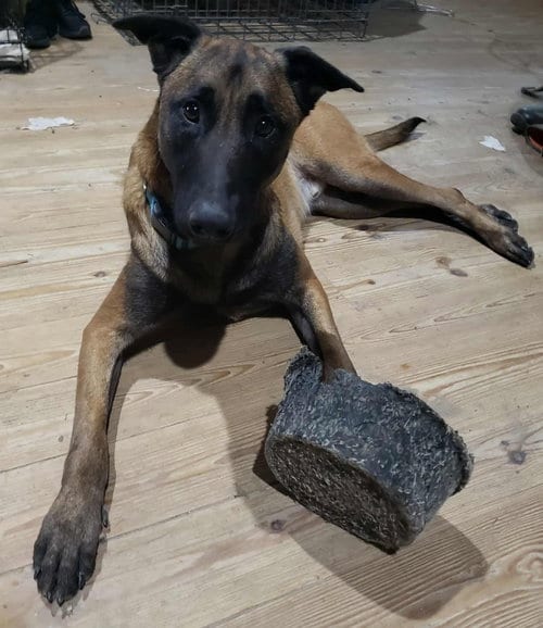 Photo of Vino- Located in Virginia, adoptable Belgian Shepherd Malinois in Imlay City, Michigan