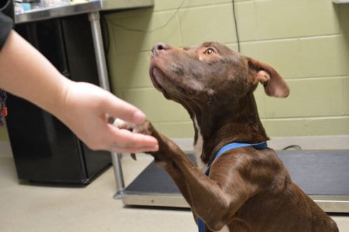 Photo of Chocolate, adoptable Pit Bull Terrier in Chapel Hill, North Carolina