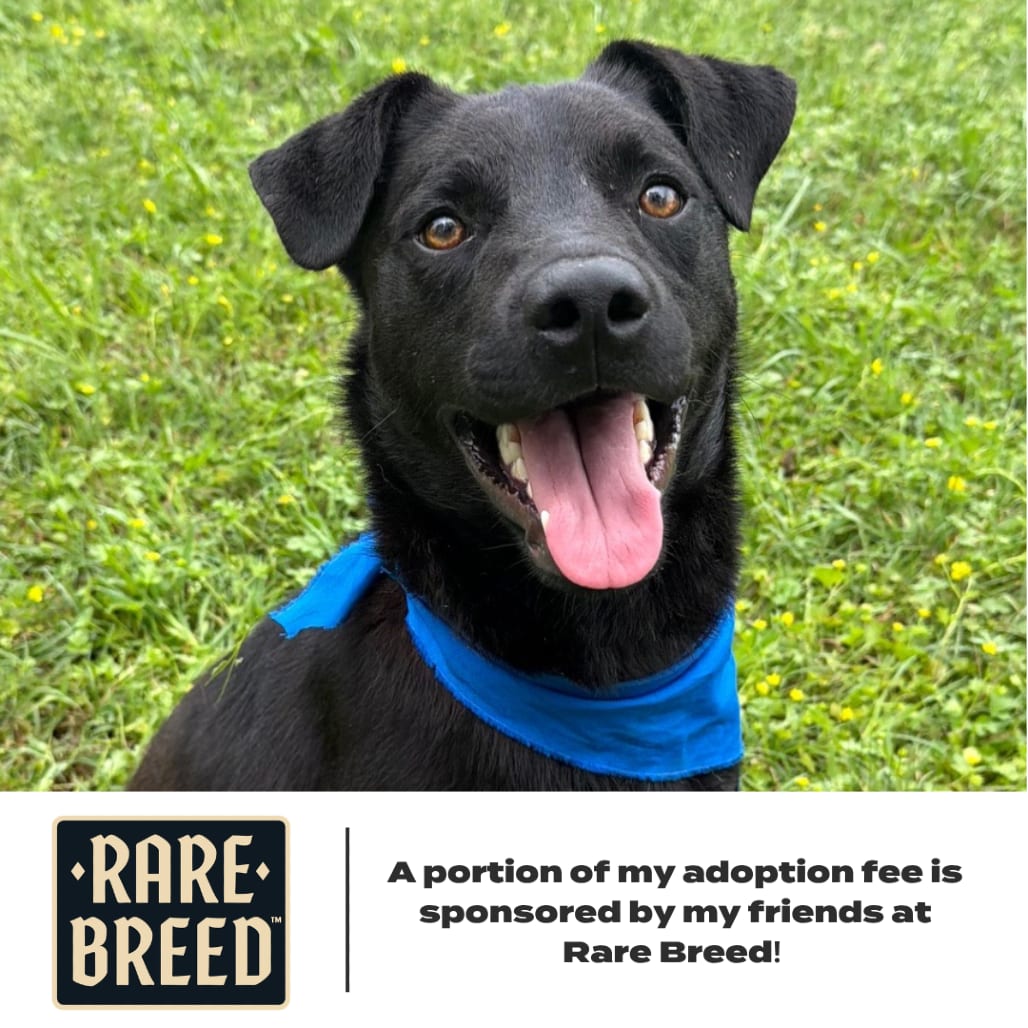 Photo of Alfred D70221, adoptable Retriever, Black Labrador / Mixed Breed (Medium) in Minnesota, Minnesota