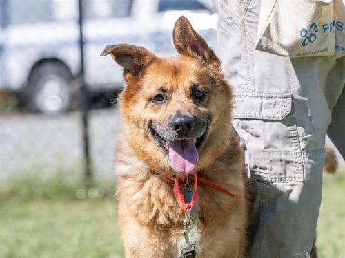 Photo of Brodie, adoptable German Shepherd Dog in Haw River, North Carolina