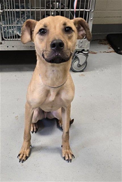 Photo of Rayne, adoptable Labrador Retriever in Fayetteville, North Carolina