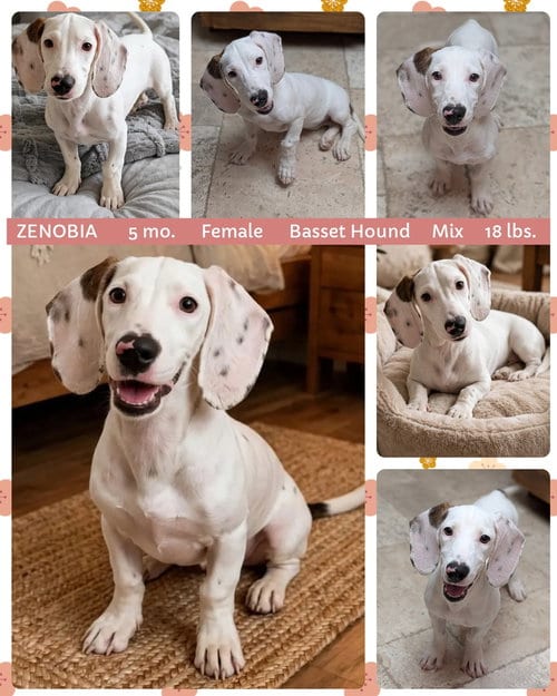Photo of Zenobia, adoptable Basset Hound in Mesa, Arizona