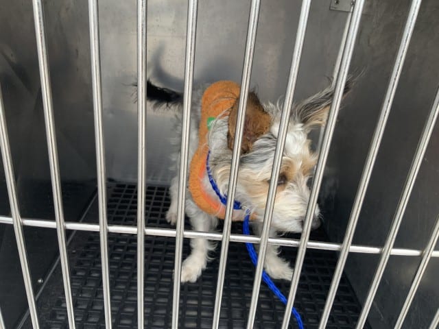 Photo of Louie, adoptable Border Terrier in Chicago, Illinois