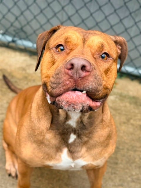 Photo of Pamplemousse, adoptable American Bulldog mix in Chicago, Illinois