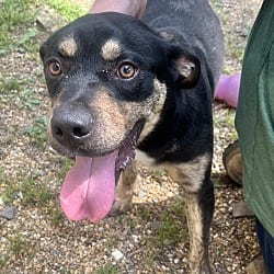 Photo of Taz, adoptable Mixed Breed (Medium) in East Hartford, Connecticut