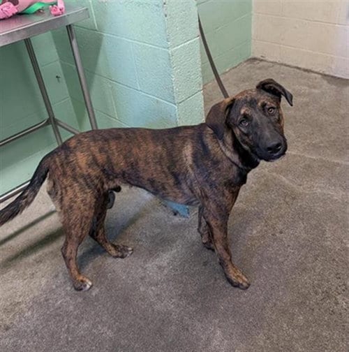 Photo of A743315, adoptable Plott Hound in Sacramento, California