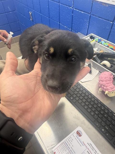 Photo of Care Bear, adoptable German Shepherd Dog in Albuquerque, New Mexico