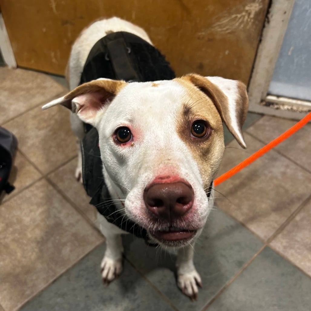 Photo of Dreamcicle, adoptable Mixed Breed (Medium) in Chattanooga, Tennessee